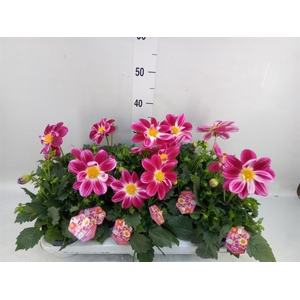 Dahlia  'Summerbees Purple Bicolor'