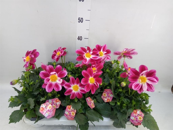 <h4>Dahlia  'Summerbees Purple Bicolor'</h4>