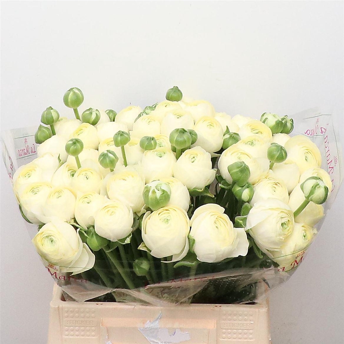 <h4>Ran Su Creme 511 Extra</h4>