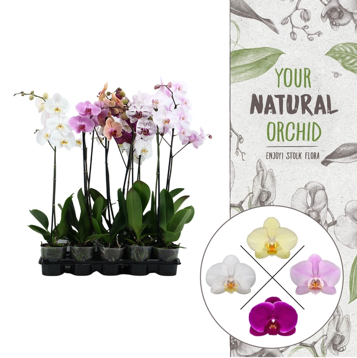 <h4>Your Natural Orchid | Mix 75cm | Phalaenopsis 1 spike</h4>
