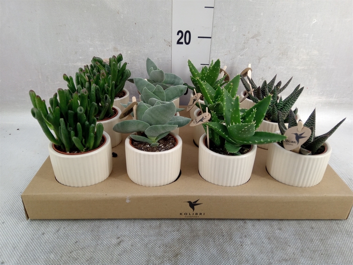 <h4>Succulents   ...mix 3</h4>