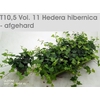 Hede Hibernica