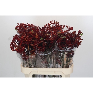 Anigozanthos Early Spring Indoor