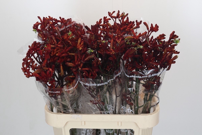 <h4>Anigozanthos Early Spring Indoor</h4>