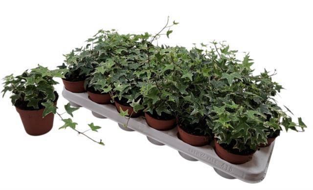 <h4>HED HE MONA LISA</h4>