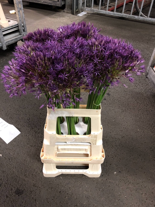 ALLIUM PURPLE RAIN
