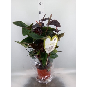 Anthurium andr. 'Beauty Black'
