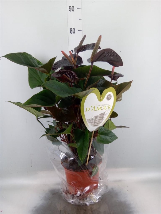 <h4>Anthurium andr. 'Beauty Black'</h4>