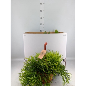 Rhipsalis   ...mix