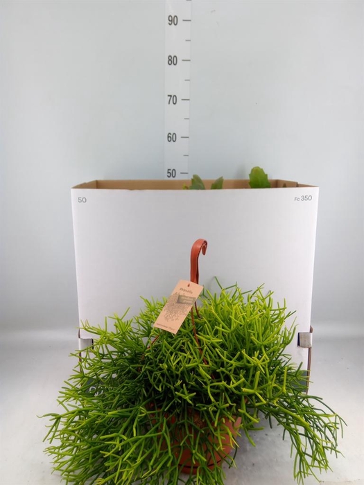 <h4>Rhipsalis   ...mix</h4>