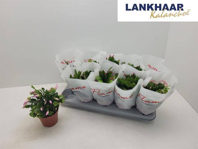 <h4>SCHLUMB FLAME GEM</h4>