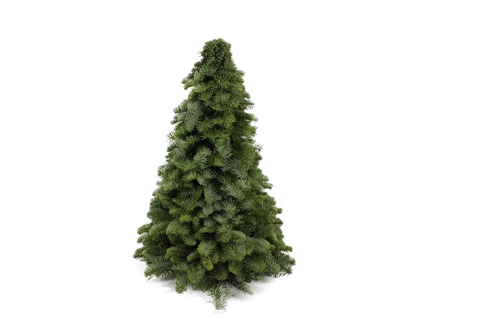 <h4>Kerstboom Nobilis 50cm</h4>