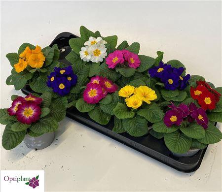 <h4>Prim Ac Paradiso Gem</h4>