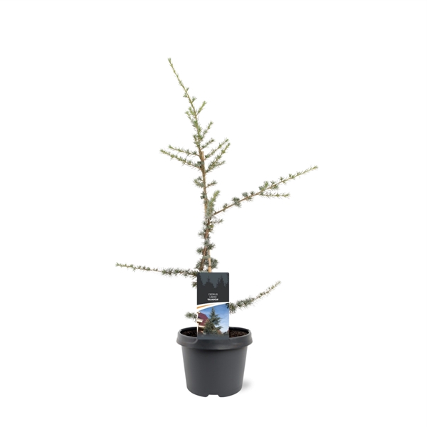 <h4>Cedrus libani 'Glauca'</h4>