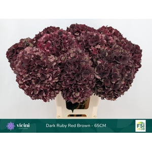 Hydrangea mag dark ruby classic