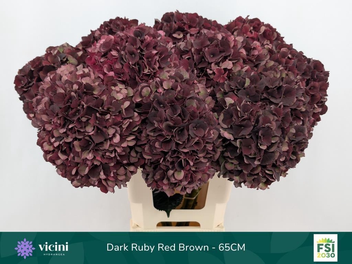 <h4>Hydrangea mag dark ruby classic</h4>