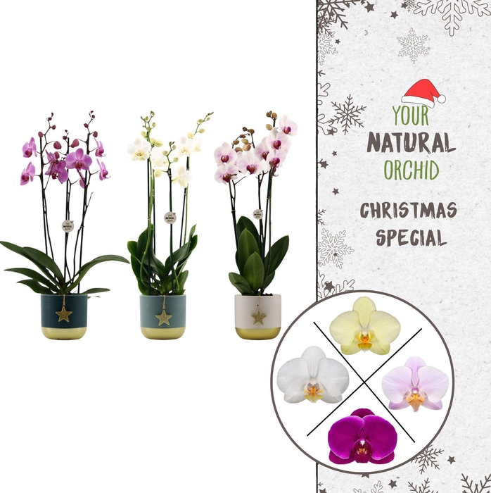 <h4>Your Natural Orchid | Gemengd Silent Night | Phal. 3 spike</h4>