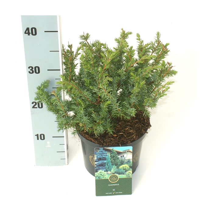 <h4>Juniperus c. 'Schlager'</h4>