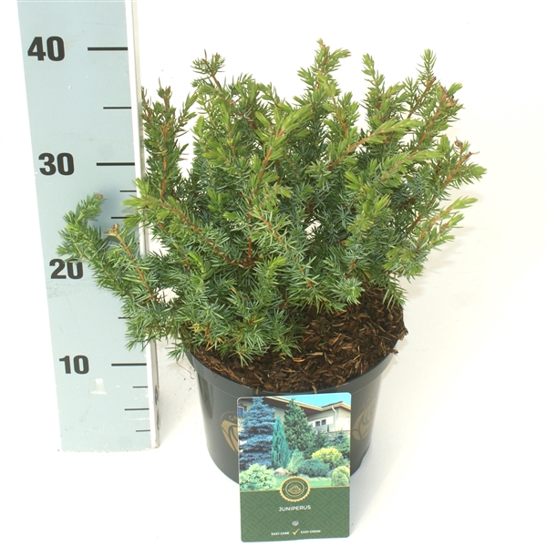 Juniperus c. 'Schlager'