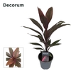 Cordyline Tango 12 cm ( Decorum )