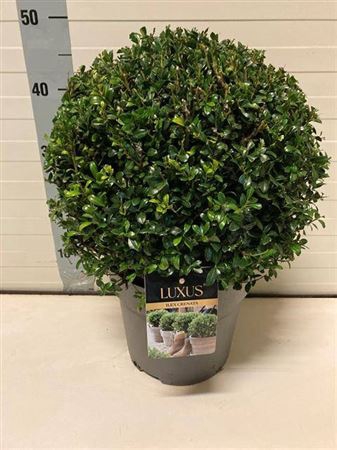 Ilex Cr Luxus Globe Bol