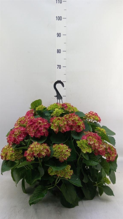 <h4>Hydrangea mac. 'Hi Fire'</h4>