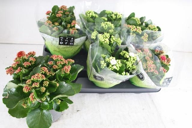 <h4>KAL GE GEM 4 KL</h4>