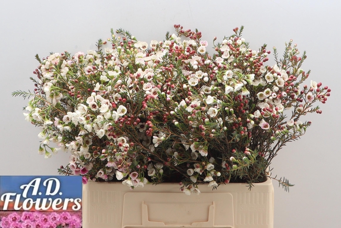 <h4>CHAME UN WHITE LION</h4>