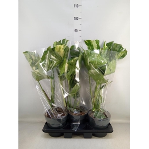 Monstera delic. 'Thai Constellatio'