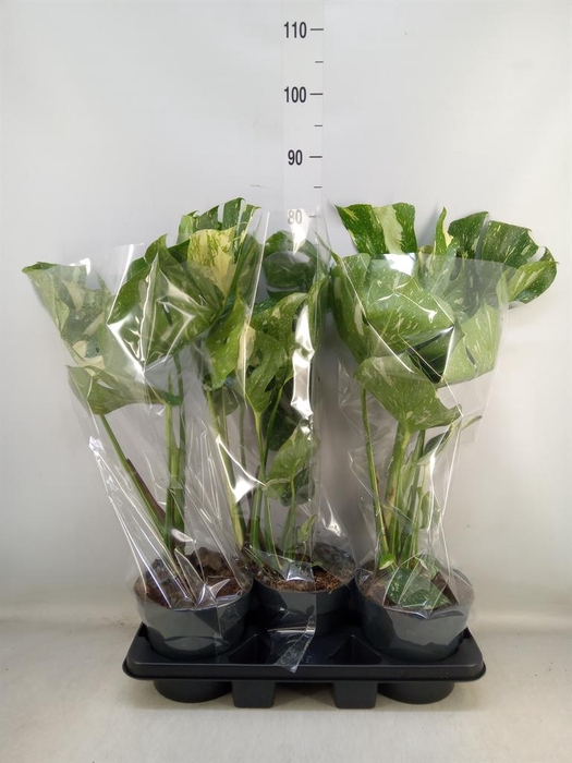 <h4>Monstera delic. 'Thai Constellatio'</h4>