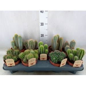 Cactus   ...mix