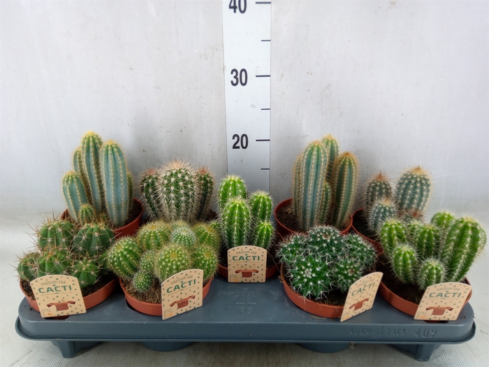<h4>Cactus   ...mix</h4>