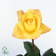 MATTH IRON CHERRY BL