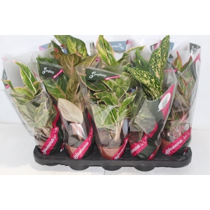 AGLAONEMA VARIADA P12