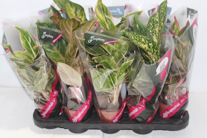 <h4>AGLAONEMA VARIADA P12</h4>