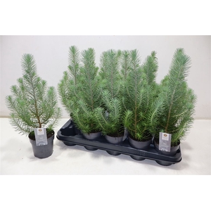 Pinus Silver Crest