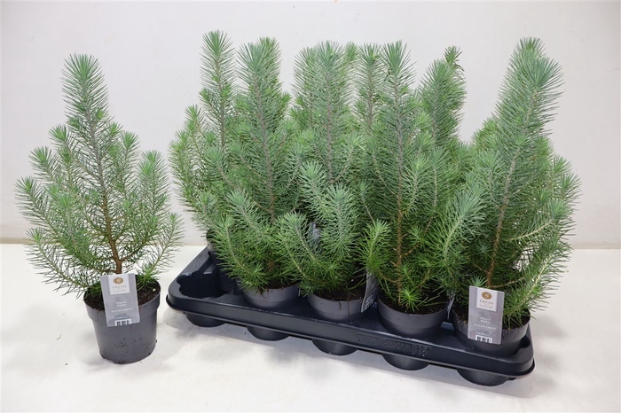 <h4>Pinus Silver Crest</h4>