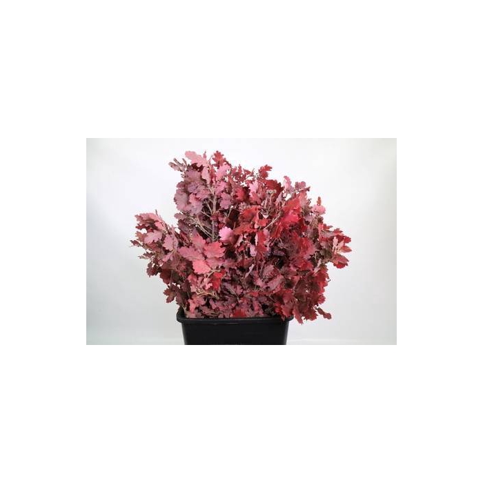 <h4>Quercus Preserved Cerise (oak,eik)</h4>