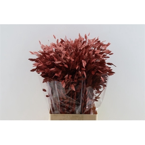 Dried Chasmantium Metallic Red Stem