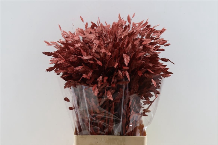 <h4>Dried Chasmantium Metallic Red Stem</h4>