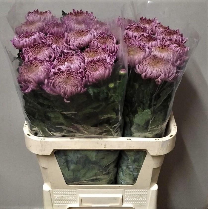 <h4>CHR G CASSANDRA</h4>