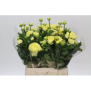 Matth Iron Light Pink