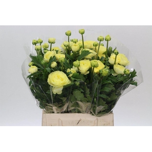 Ran Moderna Citronella