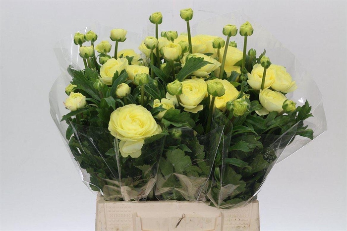 <h4>Ran Moderna Citronella</h4>