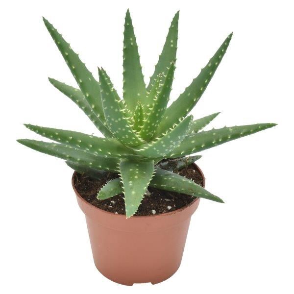 <h4>Aloe  'Safari Kerio'</h4>