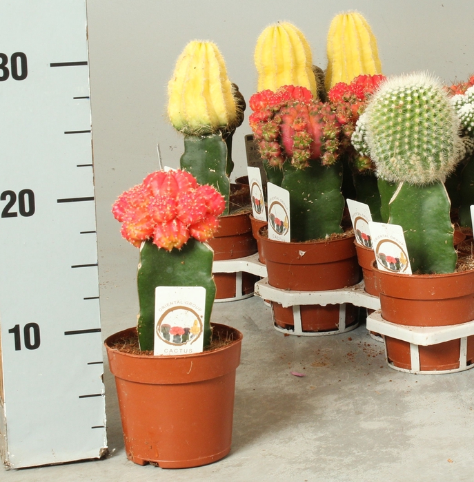 <h4>CACTUS GEM</h4>