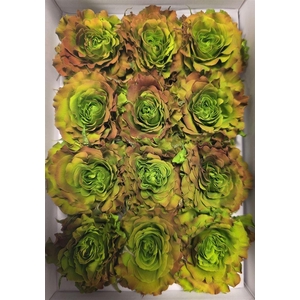 Ro Pres Rom Cabbage Rose