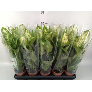 Dieffenbachia  'Compacta'