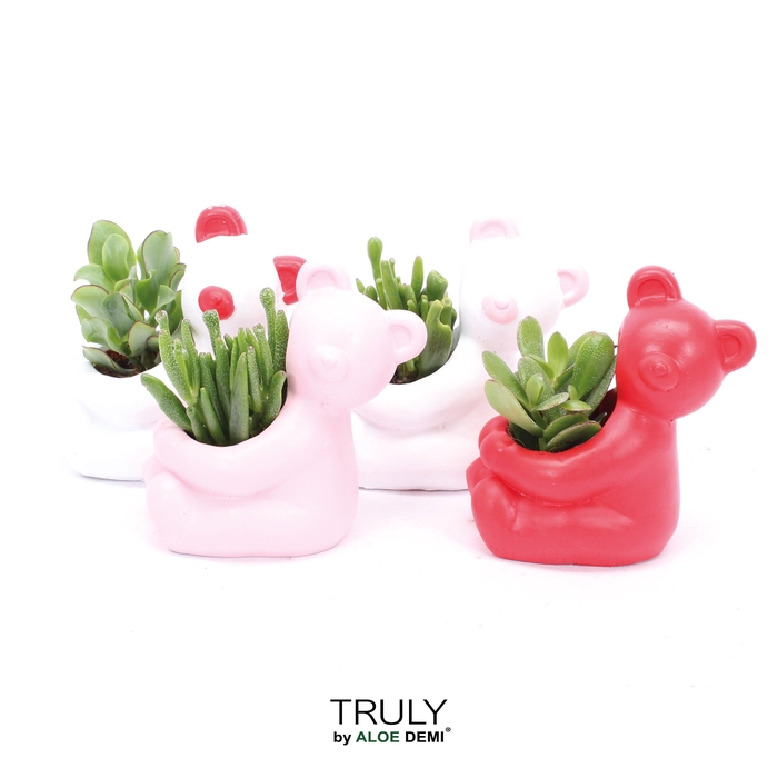 <h4>TRULY Crassula, Bear</h4>
