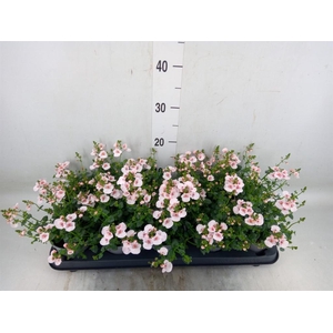 Diascia  'Piccadilly Appleblossom'